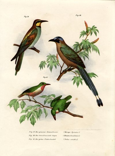 Żołna europejska, 1864 r. autorstwa German School