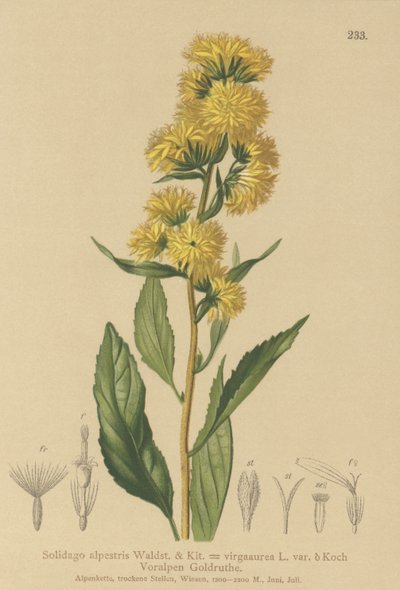Nawłoć zwyczajna (Solidago alpestris, Solidago virgaaurea, Solidago virgaurea) autorstwa German School