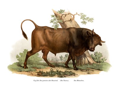 bydło europejskie, 1860 autorstwa German School