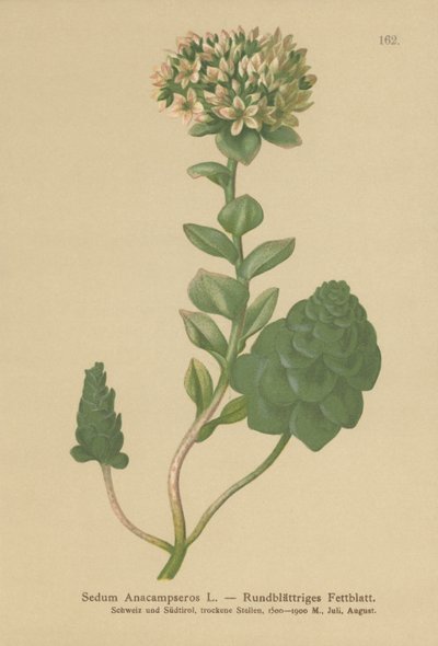 Siedziba zimozielona (Anacampseros rozchodnikowy, Hylotelephium anacampseros) autorstwa German School