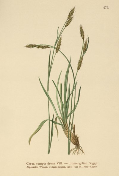 Turzyca zimozielona (Carex sempervirens) autorstwa German School