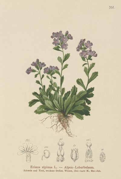 Wróżka naparstnica (Erinus alpinus) autorstwa German School
