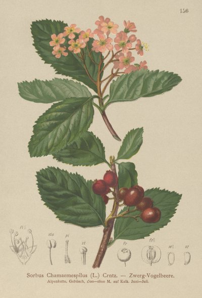 Fałszywa niesplik (Sorbus chamaemespilus) autorstwa German School