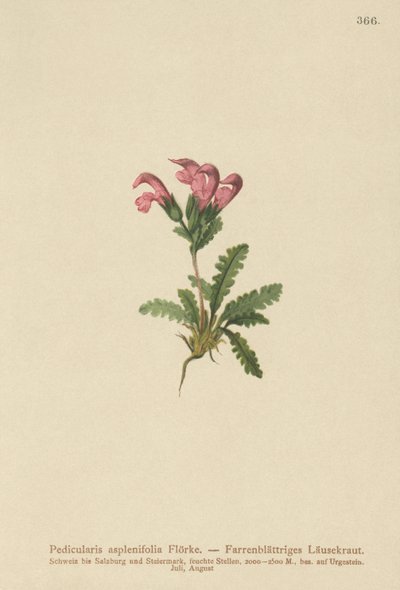 Wszawica paprociowa (Pedicularis asplenifolia) autorstwa German School