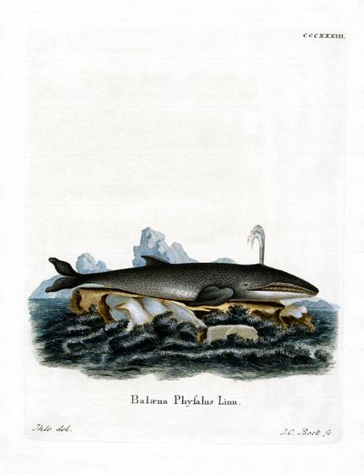 Fin Whale (kolorowy grawerunek) autorstwa German School