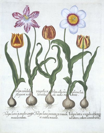 Pięć tulipanów, z Hortus Eystettensis, Basil Besler (1561-1629) wyd. 1613 (ręcznie kolorowane grawerowanie) autorstwa German School