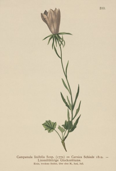 Dzwonek lniany (Campanula linifolia, Campanula Carnica) autorstwa German School