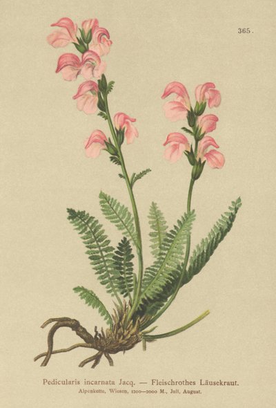 Miąższ różowego wszy (Pedicularis incarnata) autorstwa German School