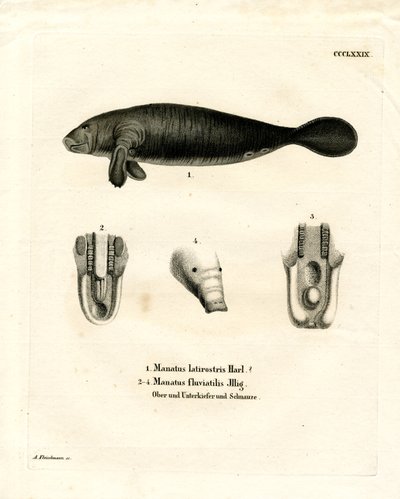 Florida Manatee (kolorowy grawerunek) autorstwa German School
