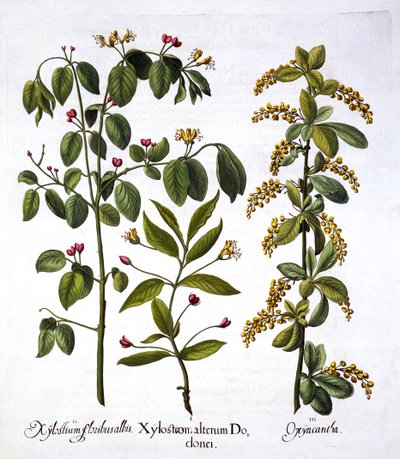 Mucha wiciokrzew i głóg, z Hortus Eystettensis, Basil Besler (1561-1629), wyd. 1613 (grawerowanie ręcznie kolorowane) autorstwa German School