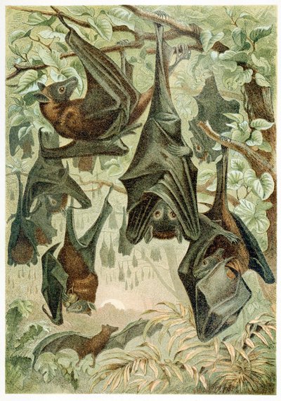 Latające lisy, z Brehms Tierleben, wyd. Kolorowa litografia z lat 1860, 1860. autorstwa German School