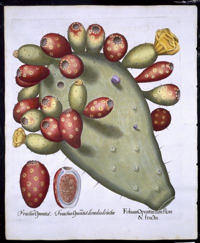 Folium Opuntia z Hortus Eystettensis Basila Beslera (1561-1629) wyd. 1613 (ręcznie kolorowane grawerowanie) autorstwa German School