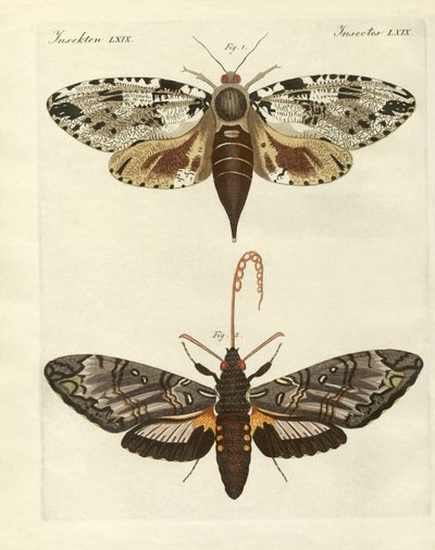 Mole obce (kolorowy grawer) autorstwa German School