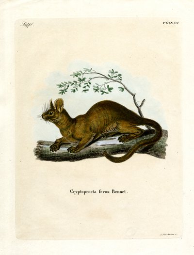 Fossa (kolorowy grawer) autorstwa German School
