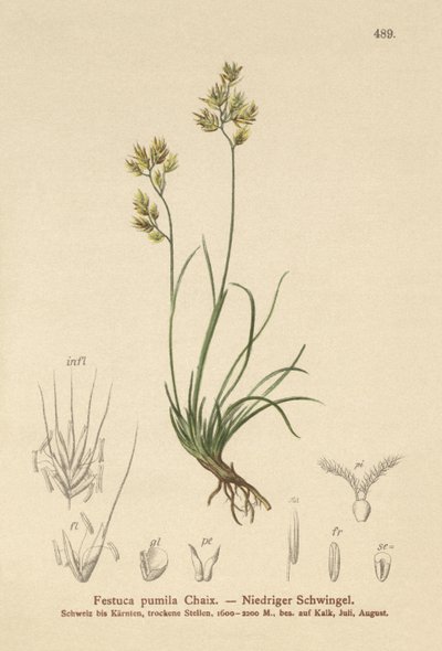 Kostrzewa czterolistna (Festuca pumila, Festuca quadriflora) autorstwa German School