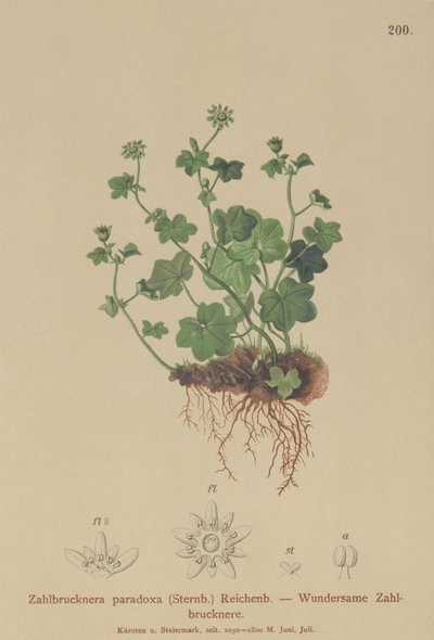 Krucha skalnica (Zahlbrucknera paradoxa, Saxifraga paradoxa) autorstwa German School