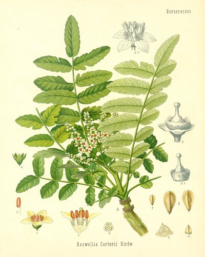 Kadzidło, ilustracja z Koehlers Medicinal Plants, opublikowana w 1887 r. autorstwa German School
