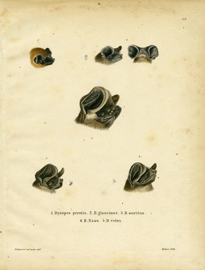 Nietoperze ogoniaste (kolorowy grawerunek) autorstwa German School