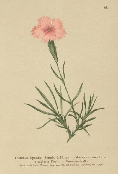 Róż z frędzlami (Dianthus monspessulanus, Dianthus alpestris, Dianthus alpicola) autorstwa German School