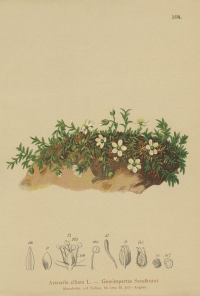 Sandwort z frędzlami (Arenaria ciliata) autorstwa German School