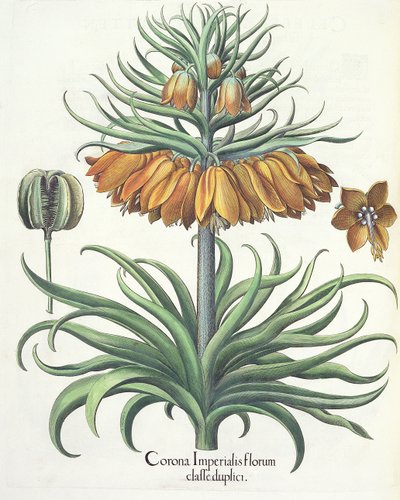 Fritillary: Korona kwiatów cesarskich Basila Beslera (1561-1629), wyd. 1613 autorstwa German School