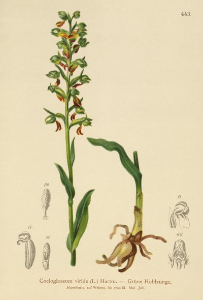 Żabi storczyk (Coeloglossum viride) autorstwa German School