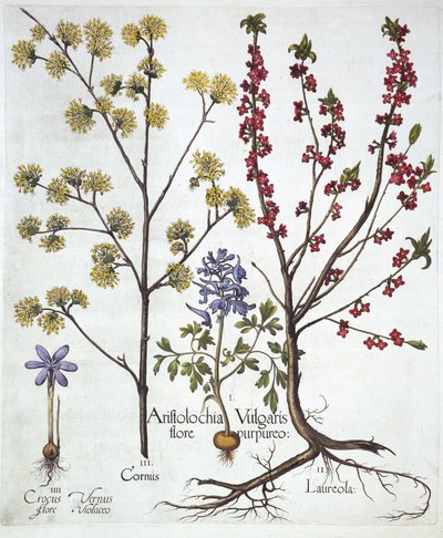 Fumewort, Daphne mezereum, Cornelian Cherry i Spring Crocus, z Hortus Eystettensis, Basil Besler (1561-1629), wyd. 1613 (grawerowanie ręcznie kolorowane) autorstwa German School