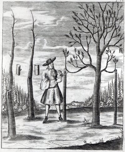 Choroby ogrodnicze i roślinne, ilustracja z „Neue Garten-lust” Heinricha Hesse, 1696 autorstwa German School