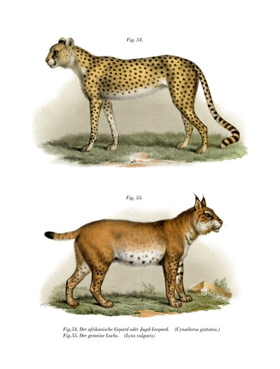 Gepard, 1860 autorstwa German School