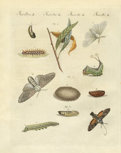 Niemieckie motyle nocne (kolorowy grawer) autorstwa German School