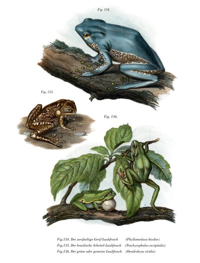 Giant Leaf Frog (kolor lito) autorstwa German School