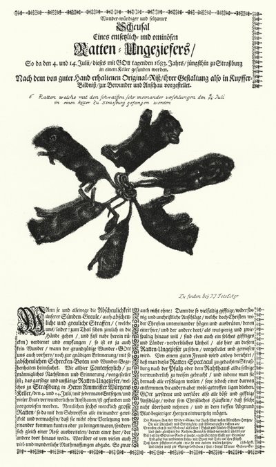Gigantyczne szczury złapane w Strasburgu w 1683 r. (rycina) autorstwa German School
