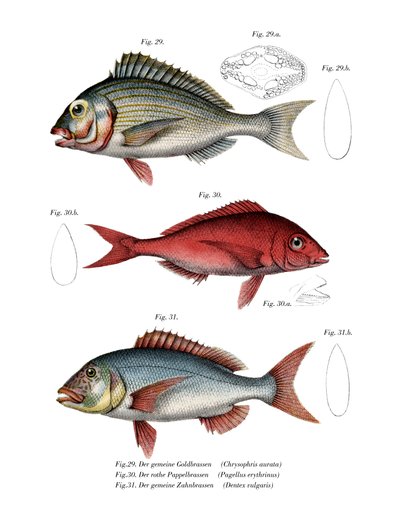Gilthead Seabream (kolor lito) autorstwa German School