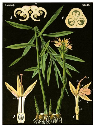Imbir (Zingiber officinale Roscoe) c.1890 (chromolitografia) autorstwa German School