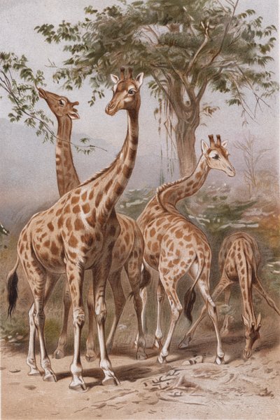 Żyrafa, płyta z Życia zwierząt Brehma> Ogólna wiedza o królestwie zwierząt, tom. 3, s. 9, wyd. bz Instytut Bibliograficzny, 1891 autorstwa German School