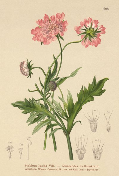 Świerzb błyszczący (Scabiosa lucida) autorstwa German School