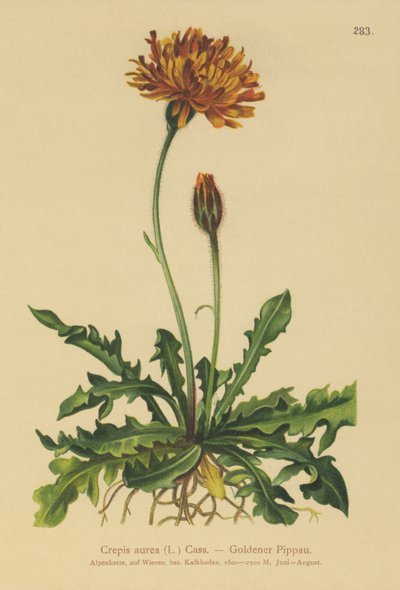 Broda jastrzębia (Crepis aurea) autorstwa German School