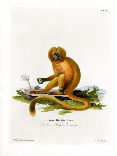 Golden Lion Tamarin (kolorowy grawerunek) autorstwa German School