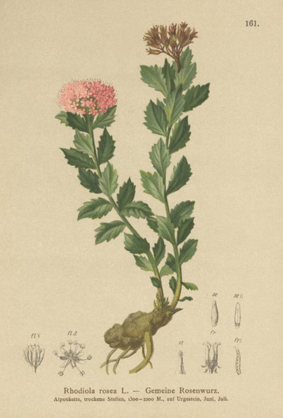 Złoty korzeń (Rhodiola rosea) autorstwa German School