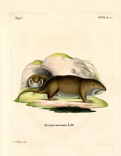 Gopher (kolorowy grawer) autorstwa German School