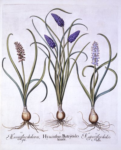 Hiacynty winogronowe, z Hortus Eystettensis, Basil Besler (1561-1629), wyd. 1613 (grawerowanie ręcznie kolorowane) autorstwa German School
