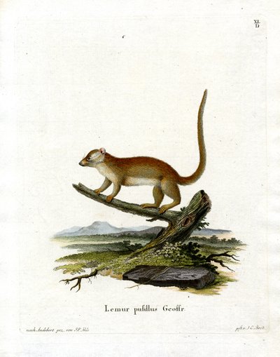 Szary Lemur Myszy (kolorowy grawerunek) autorstwa German School