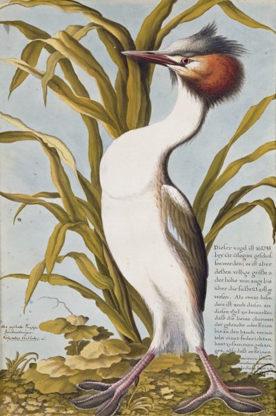 Perkoz dwuczuby (Podiceps cristatus) ok. 1748 (wc na papierze) autorstwa German School
