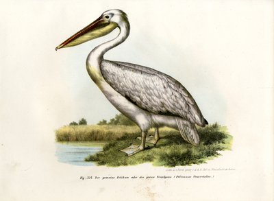 Wielki biały pelikan, 1864 autorstwa German School