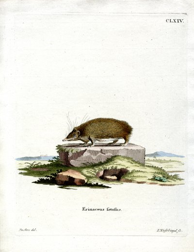 Jeż Wielki Tenrec (kolorowy grawerunek) autorstwa German School