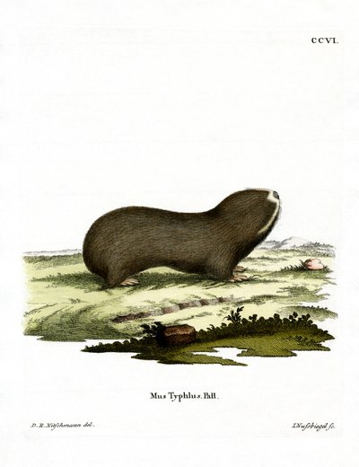 Greater Mole Rat (kolorowy grawerunek) autorstwa German School