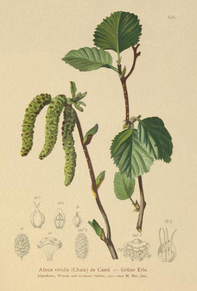Olsza zielona (Alnus viridis) autorstwa German School