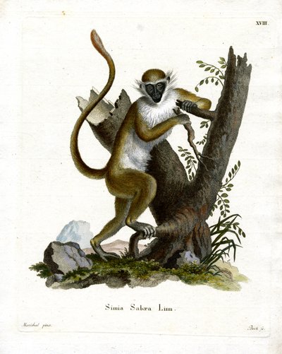Green Monkey (kolorowy grawerunek) autorstwa German School