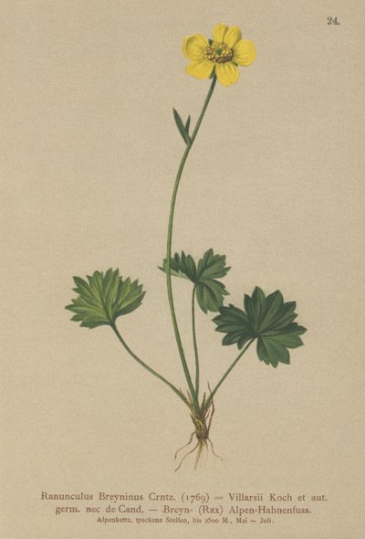 Jaskier Greniers (Ranunculus Breynius, Ranunculus Villarsii, Ranunculus grenierianus) autorstwa German School