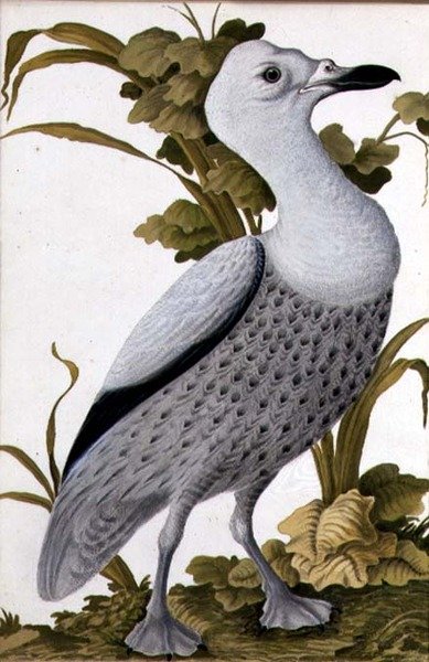Grey Goose, ok. 1740 (akwarela na papierze) autorstwa German School